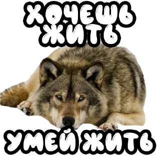 ❤️ emoji Волки @stickernayaa Telegram sticker 16 of 25
