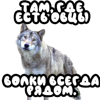 🐑 emoji Волки @stickernayaa Telegram sticker 24 of 25