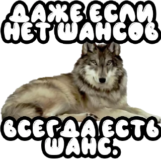 🍀 emoji Волки @stickernayaa Telegram sticker 15 of 25