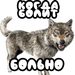 😖 emoji Волки @stickernayaa Telegram sticker 22 of 25