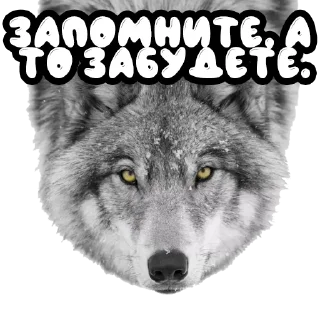 🧠 emoji Волки @stickernayaa Telegram sticker 13 of 25