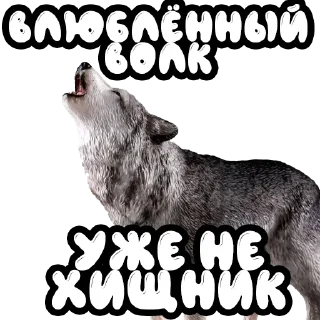 💑 emoji Волки @stickernayaa Telegram sticker 21 of 25