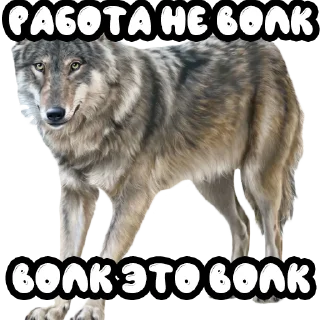 🐺 emoji Волки @stickernayaa Telegram sticker 8 of 25
