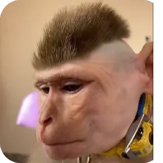 🫥 emoji monkey pon Telegram sticker 16 of 48
