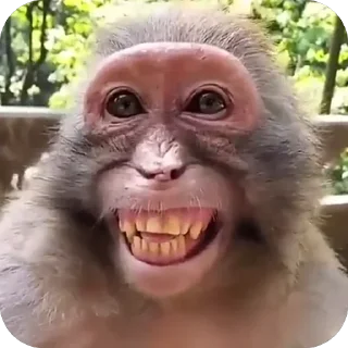 🫥 emoji monkey pon Telegram sticker 15 of 48