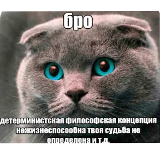 🐱 emoji Пісець Telegram sticker 24 of 97