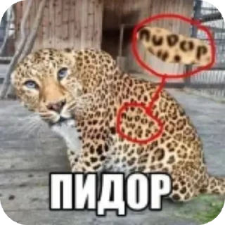 🖼 emoji Пісець Telegram sticker 20 of 97