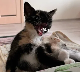 😱 emoji тофийский дрифт (@crinzhovnik) Telegram sticker 6 of 80