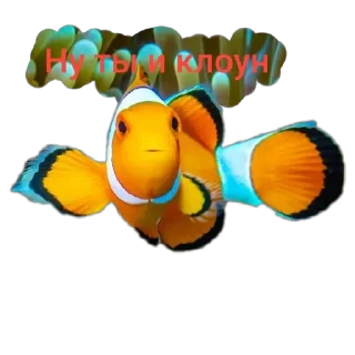😬 emoji 🐟 рыбки 🐟 @StickersPackRobot Telegram sticker 19 of 55