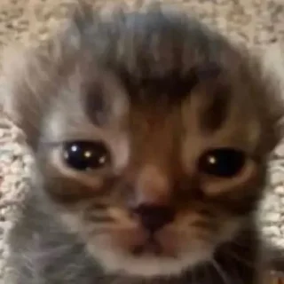 🥲 emoji котики Telegram sticker 8 of 30