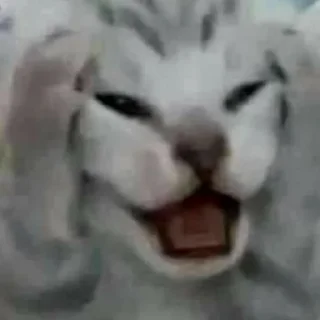 Sticker from котики