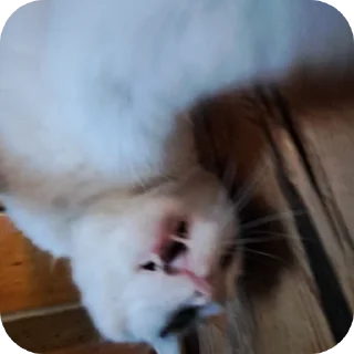 🤪 emoji мася дура Telegram sticker 23 of 83
