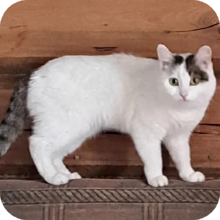 😟 emoji мася дура Telegram sticker 20 of 83