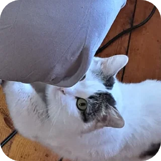 😟 emoji мася дура Telegram sticker 18 of 83