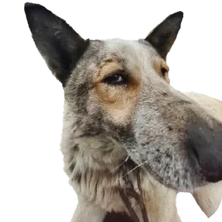 😒 emoji мася дура Telegram sticker 15 of 83