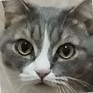🤐 emoji Мася Telegram sticker 9 of 14