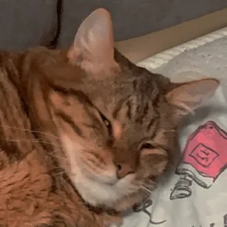 😴 emoji мася Telegram sticker 15 of 17