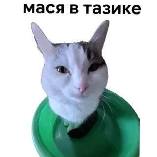 🪣 emoji мася дура Telegram sticker 14 of 83