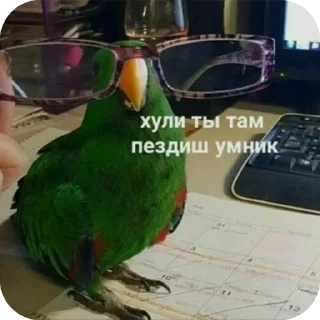 🦜 emoji Мемная папка | @NullsNevs Telegram sticker 13 of 19