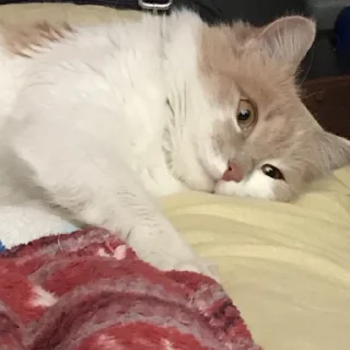 🥴 emoji Кишки, котёнки Telegram sticker 9 of 14