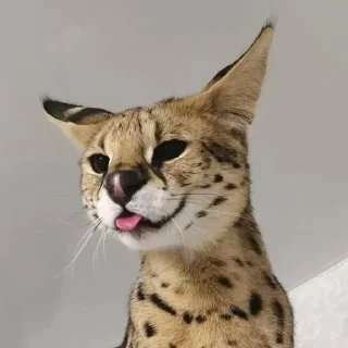 😛 emoji Сервал+Шлёпа Telegram sticker 10 of 83