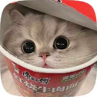 🌟 emoji kittens🫀🫂 Telegram sticker 20 of 52