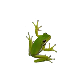 🐸 emoji goblincore Telegram sticker 15 of 54