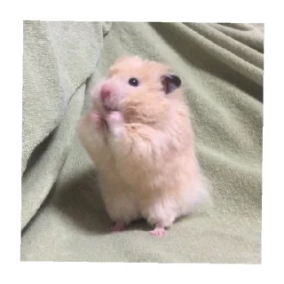😄 emoji Аришка Telegram sticker 13 of 120