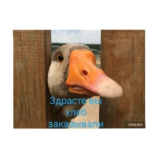 😄 emoji Гуси топчик Telegram sticker 6 of 15