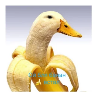 😄 emoji Гуси топчик Telegram sticker 5 of 15