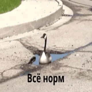 👍 emoji Гуси Telegram sticker 14 of 42