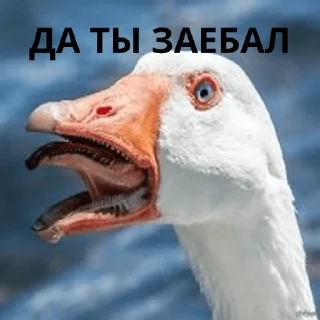 🤬 emoji Гуси Telegram sticker 10 of 42