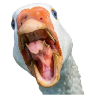 😡 emoji Гуси Telegram sticker 9 of 19