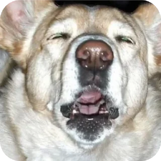 🐶 emoji Всякое с догэном(создатель:догэн) Telegram sticker 21 of 24