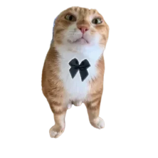 🙃 emoji Соса пж Telegram sticker 6 of 15