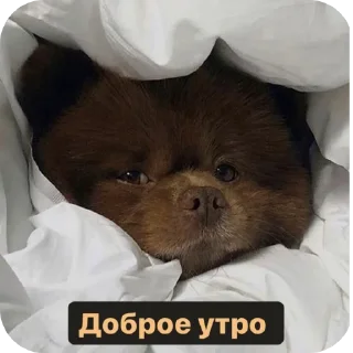 🐶 emoji Amor❤️‍🔥 Telegram sticker 18 of 24