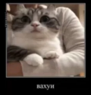 Sticker from Демотиваторный Котек