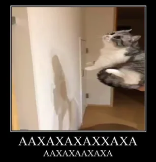 Sticker from Демотиваторный Котек