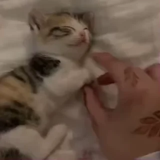 🌟 emoji котолог+ Telegram sticker 5 of 120