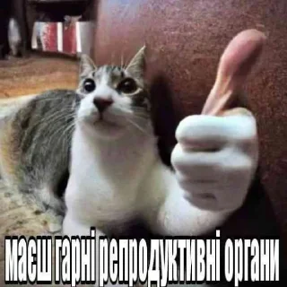 Sticker from КОТИСЬКО та компанія
