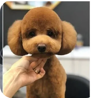 🐶 emoji ШТО Telegram sticker 19 of 45