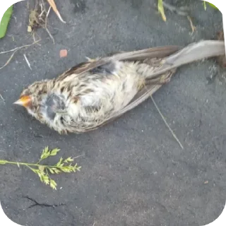 😀 emoji ШТО Telegram sticker 4 of 45
