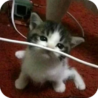🐱 emoji Шелби пидор Telegram sticker 10 of 58