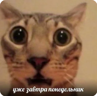Sticker from шиза саши