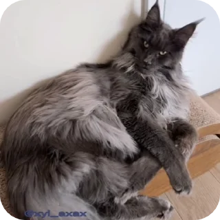 Sticker from ✦ maincoon core ★ ꕀ @krikolvix