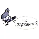 😬 emoji Голубь Геннадий Telegram sticker 21 of 30