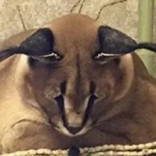 😿 emoji Шлепок Telegram sticker 19 of 38
