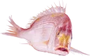 ☺️ emoji Рыба Telegram sticker 9 of 17