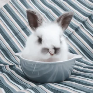 🐇 emoji » 🐇 rabbits ! - @smstickerr Telegram sticker 21 of 40