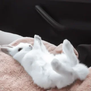 🐇 emoji » 🐇 rabbits ! - @smstickerr Telegram sticker 22 of 40